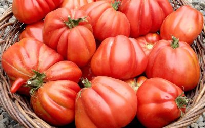 Pomodoro cuore di bue di Albenga