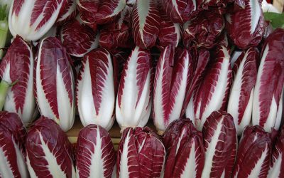 Radicchio trevigiano