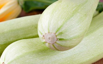 Zucchino bianco di Sicilia