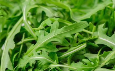 Rucola