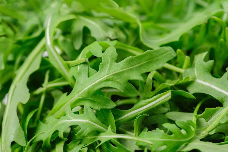 Rucola