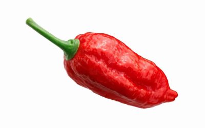 Naga Morich Red