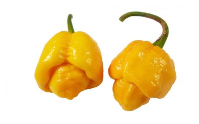 Trinidad Moruga Scorpion Yellow