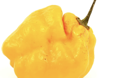 Jamaican Scotch Bonnet